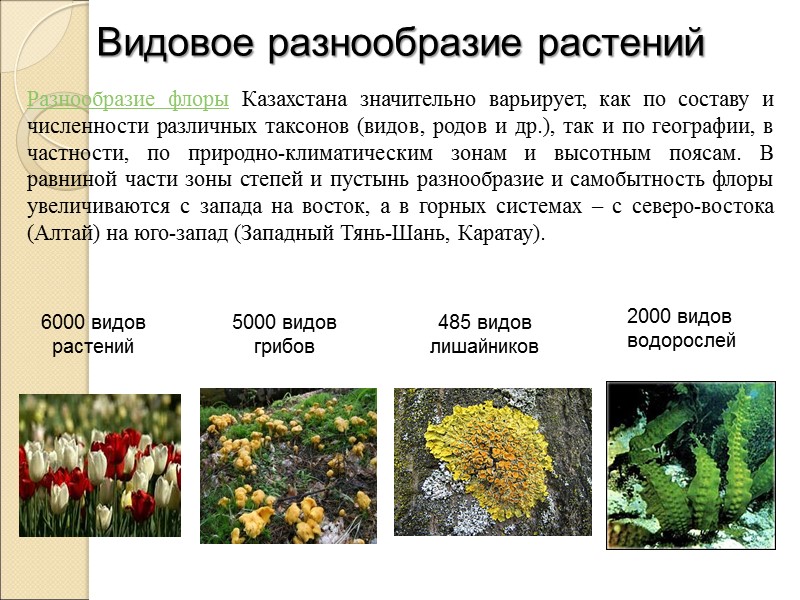 Видовое разнообразие растений Разнообразие флоры Казахстана значительно варьирует, как по составу и численности различных